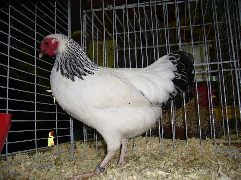 Mastholte 2008 015.jpg - Zwerg Rheishühner weiß-schwarzcolumbia von Udo Dirkwinkel Preis V 97 KVE